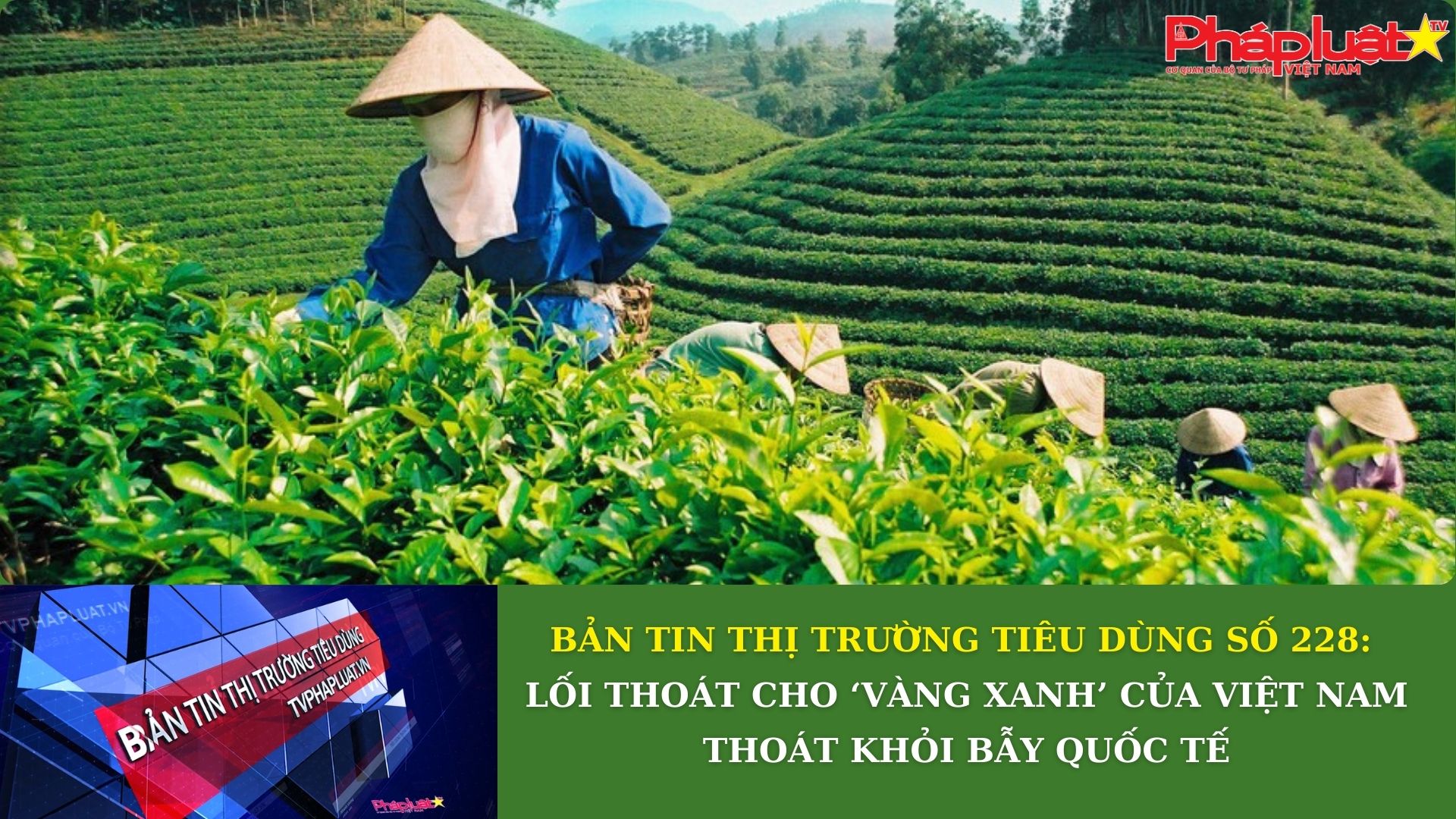 Bản tin Thị trường Tiêu dùng số 228: Tìm lối thoát cho chè Việt Nam trước “bẫy giá rẻ” của thị trường quốc tế