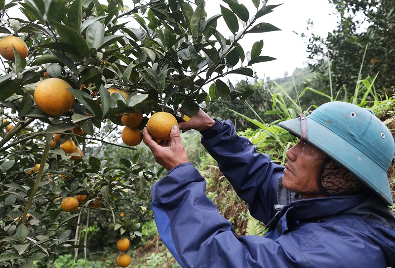 Giải pháp nâng cao chất lượng, thúc đẩy tiêu thụ sản phẩm cây ăn quả các tỉnh phía Bắc