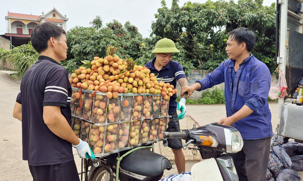 Điều bất ngờ về “trái tiến vua” khiến tỉnh này thu hàng nghìn tỷ mỗi năm