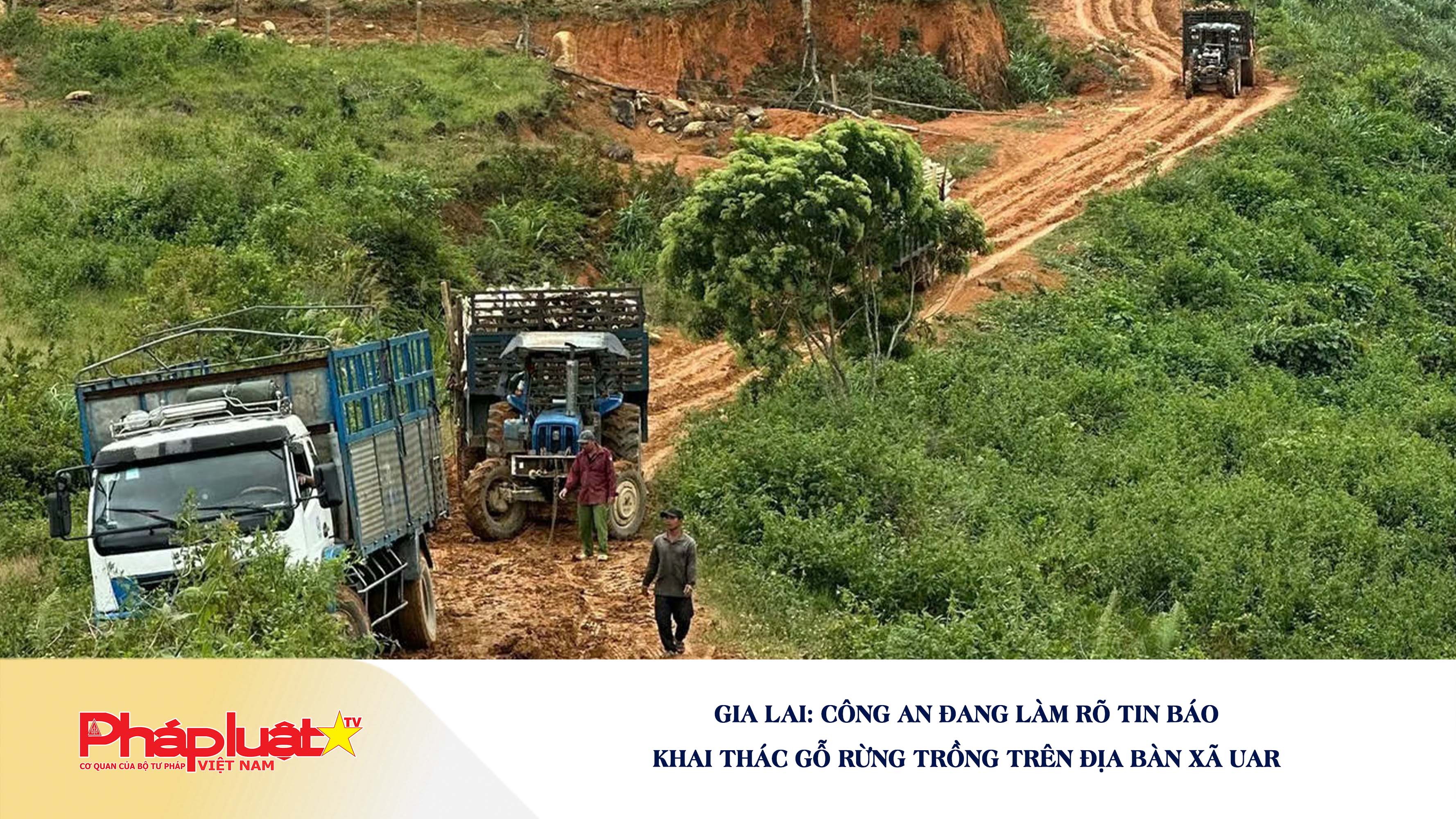 Gia Lai: Công an đang làm rõ tin báo khai thác gỗ rừng trồng trên địa bàn xã Uar

