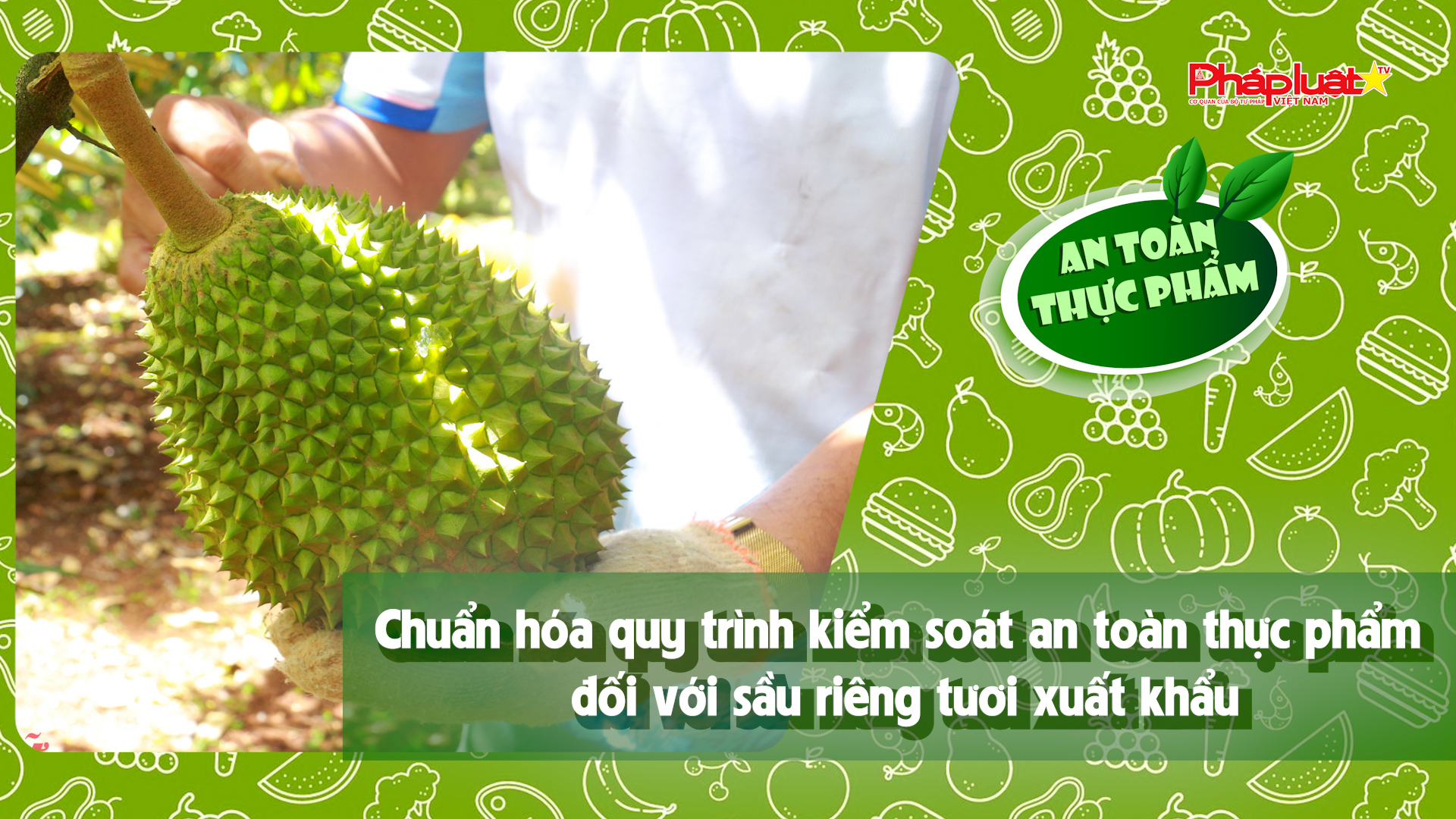 Bản tin An toàn Thực phẩm (ngày 15/8/2025): Chuẩn hóa quy trình kiểm soát an toàn thực phẩm đối với sầu riêng tươi xuất khẩu