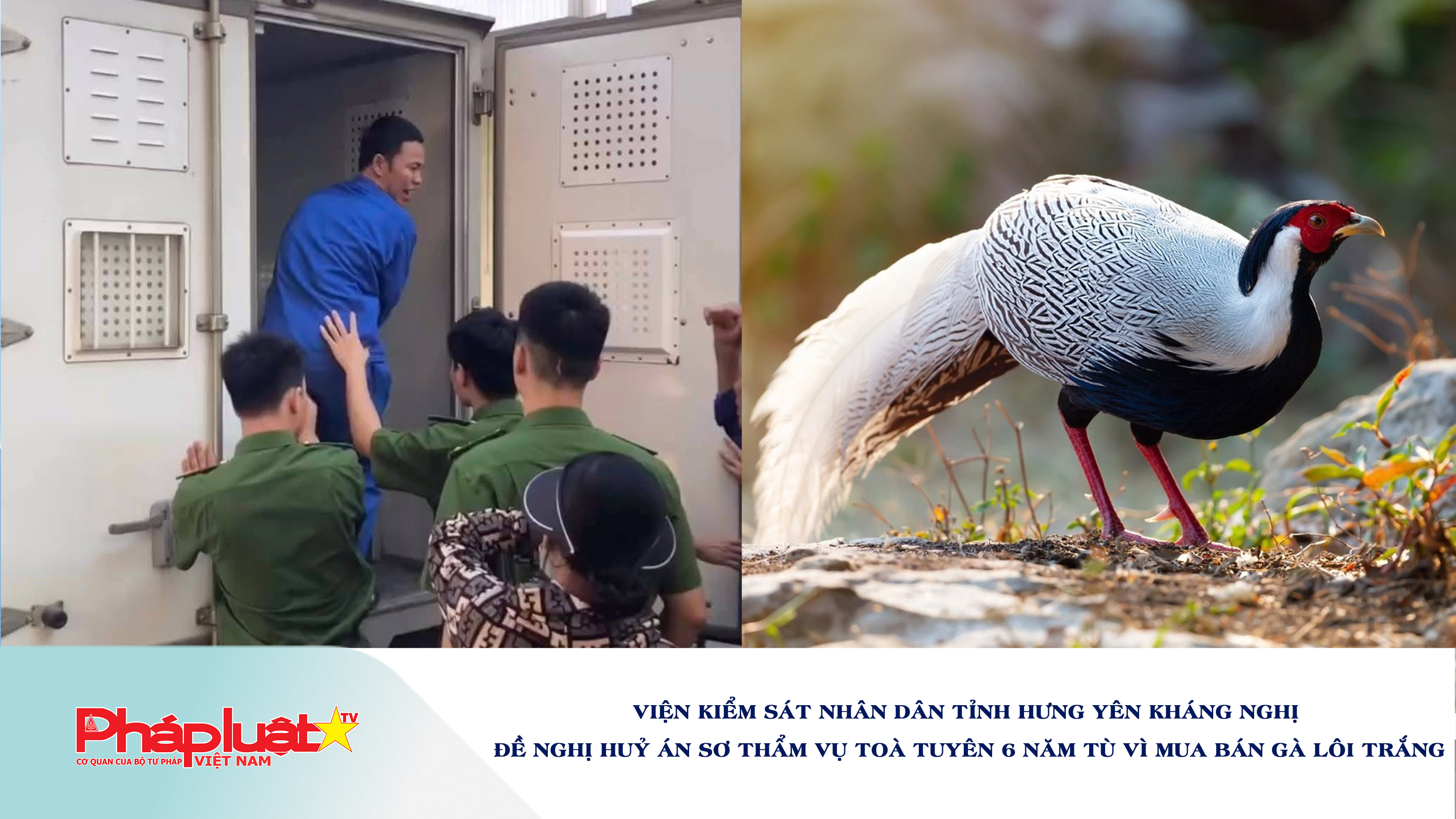 Viện Kiểm sát nhân dân tỉnh Hưng Yên kháng nghị đề nghị huỷ án sơ thẩm vụ toà tuyên 6 năm tù vì mua bán gà lôi trắng