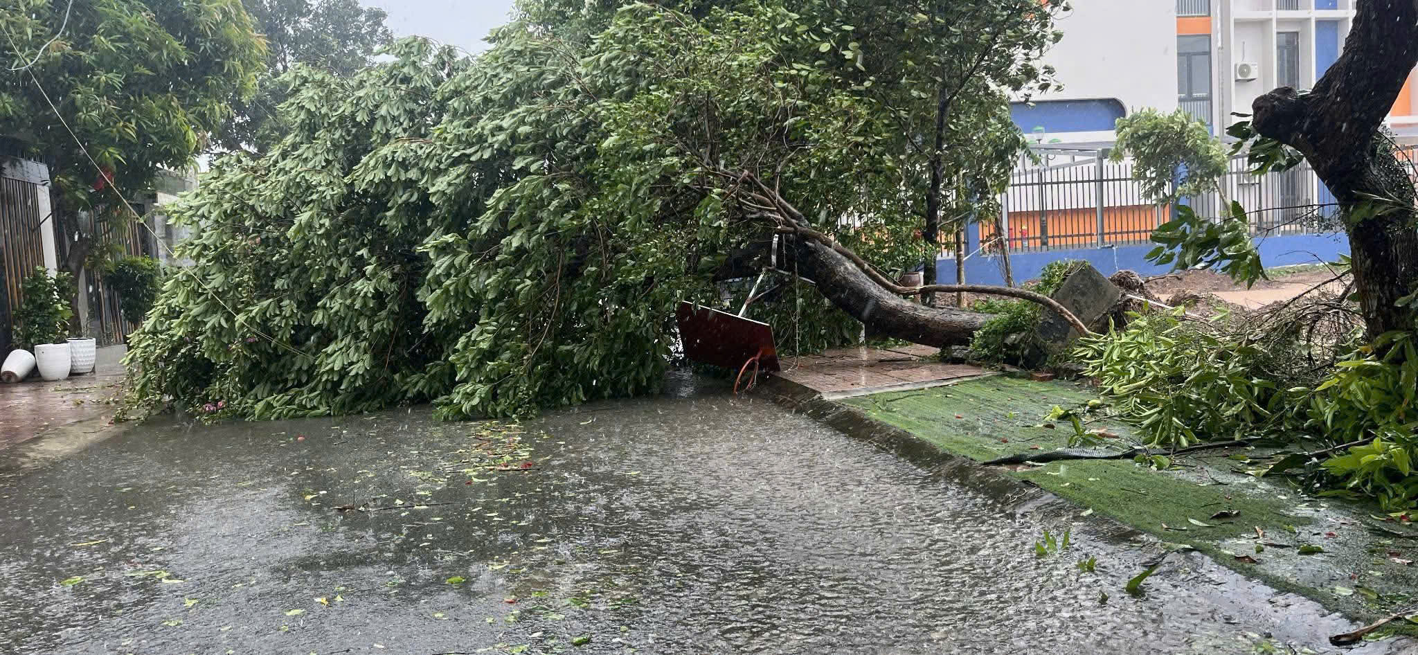 Ứng phó với bão số 5 Kajiki: Mưa lớn, cây xanh ngã đổ tại Hà Tĩnh