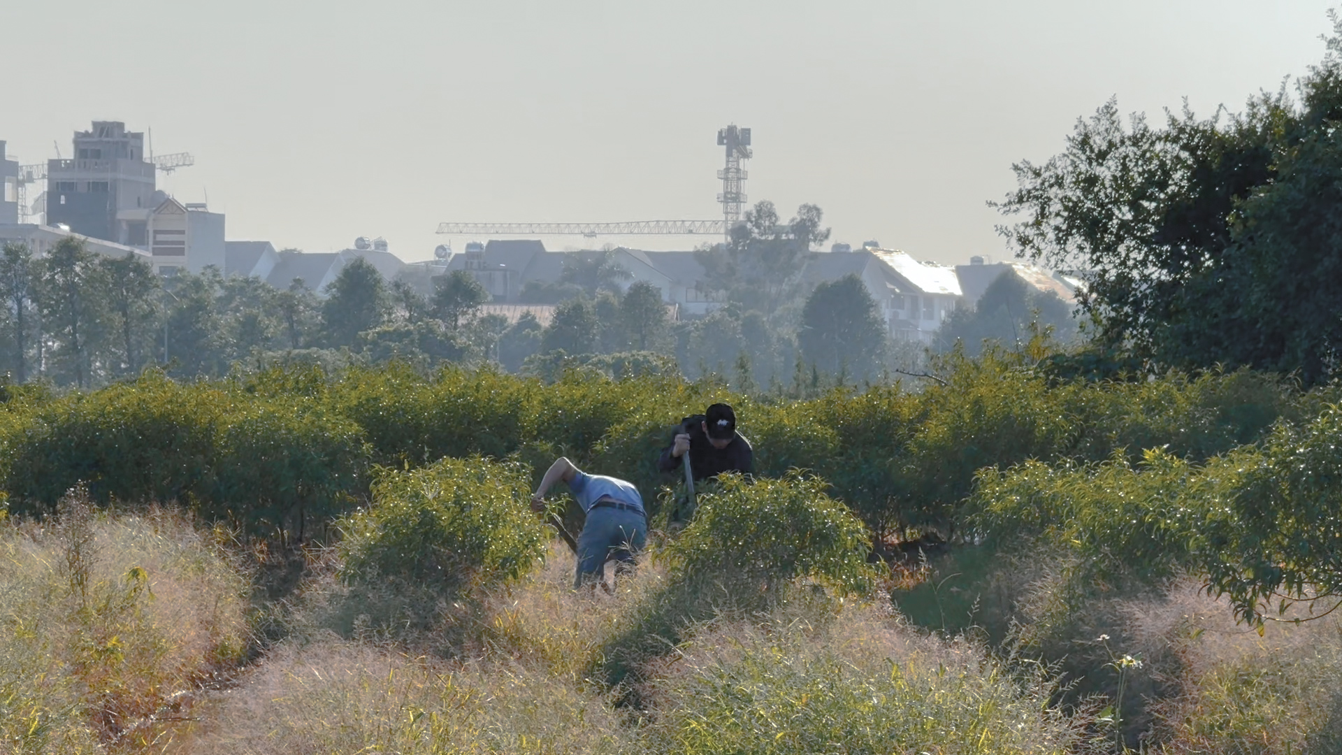 Người dân có thể phải chi nhiều tiền mua đào chơi Tết vì lý do bất ngờ này