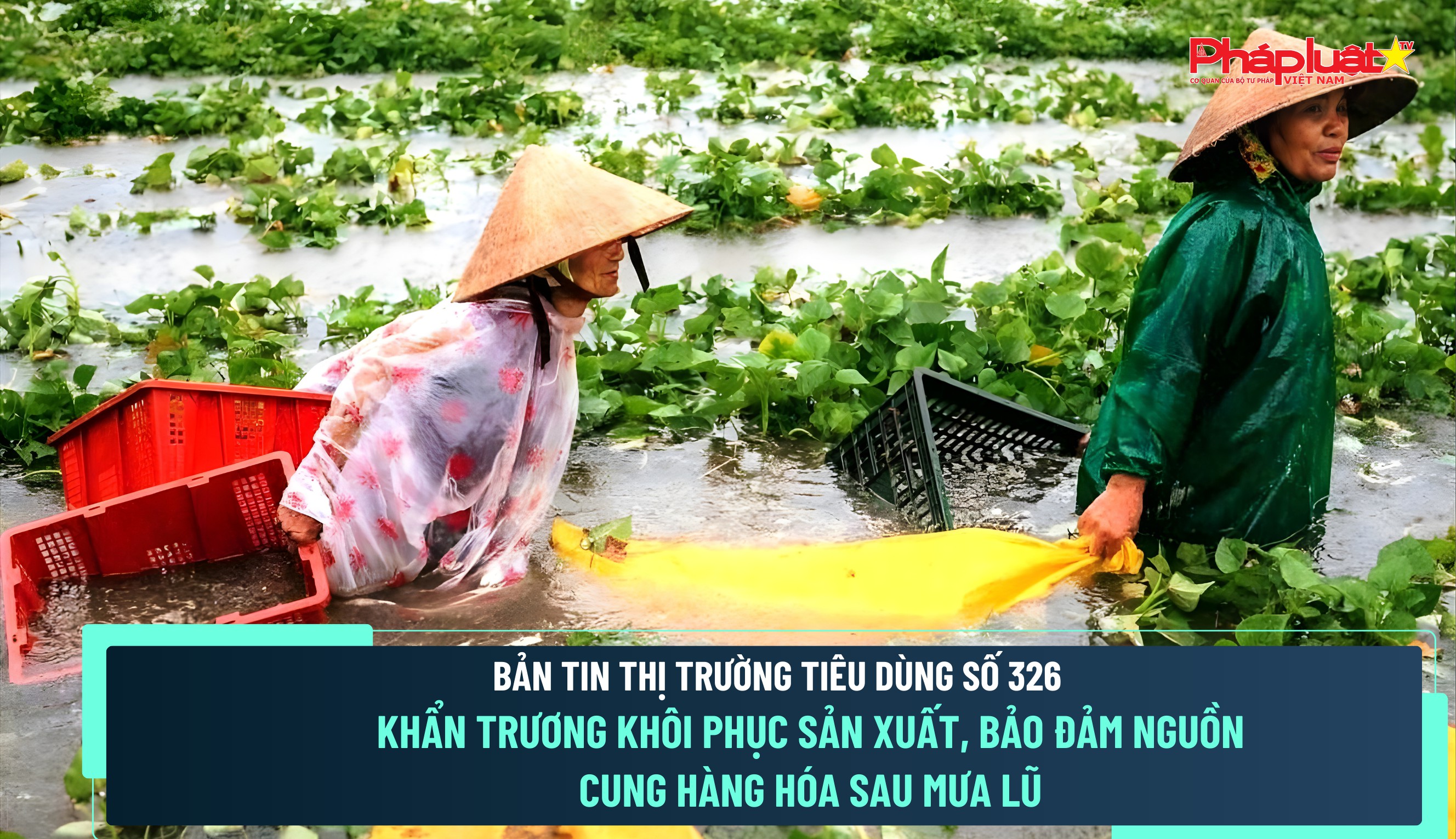 Bản tin Thị trường Tiêu dùng số 326: Khẩn trương khôi phục sản xuất, bảo đảm nguồn cung hàng hóa sau mưa lũ