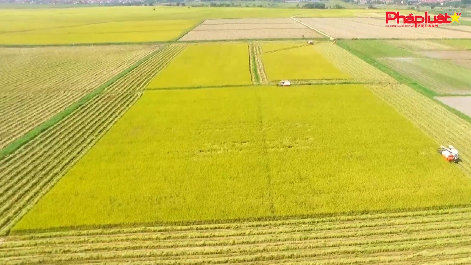 Thanh Hóa phát triển nông nghiệp bền vững với 1.478 chuỗi liên kết