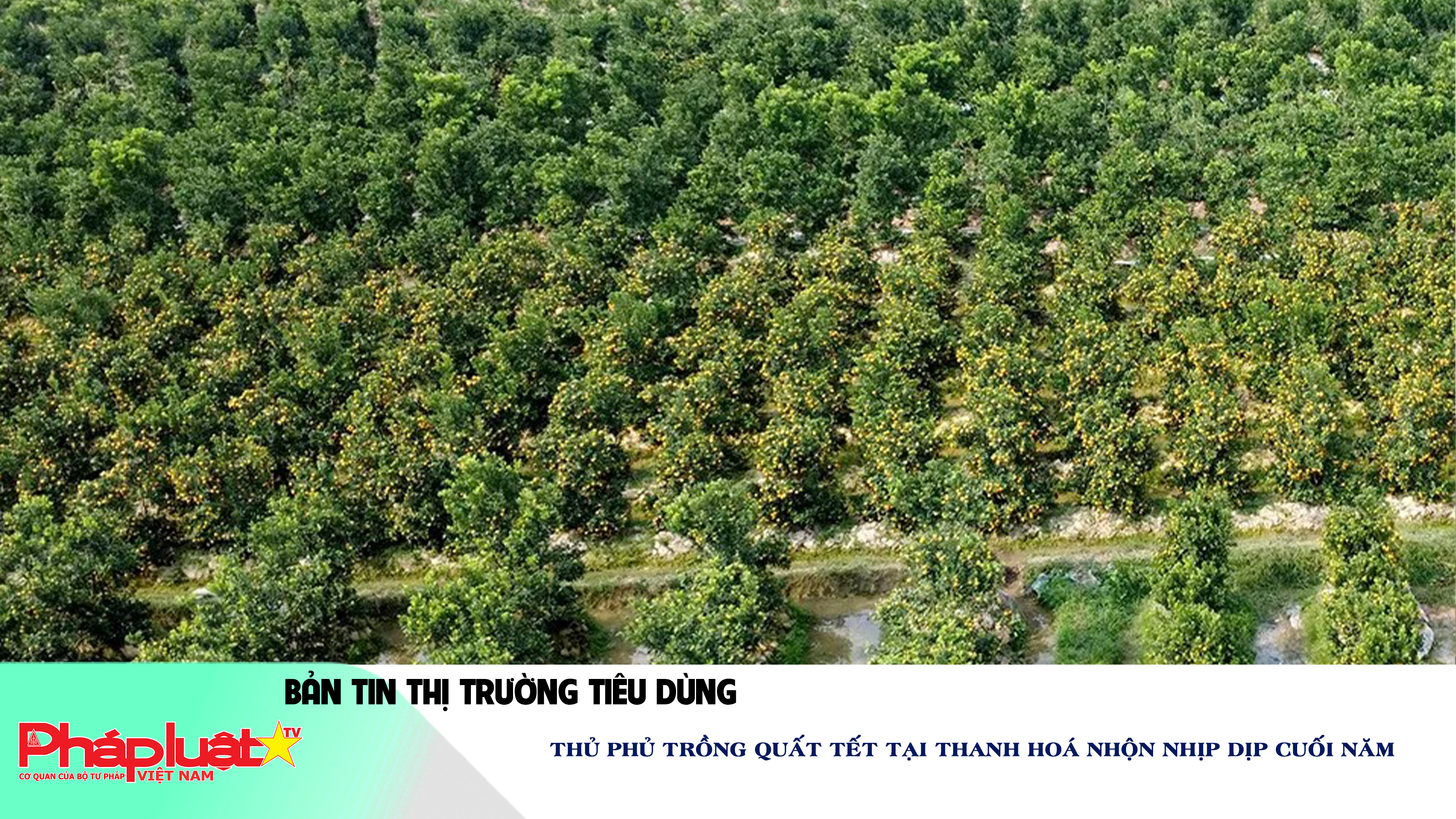 Bản tin Thị trường Tiêu dùng số 328: Thủ phủ trồng quất tết tại Thanh Hoá nhộn nhịp dịp cuối năm