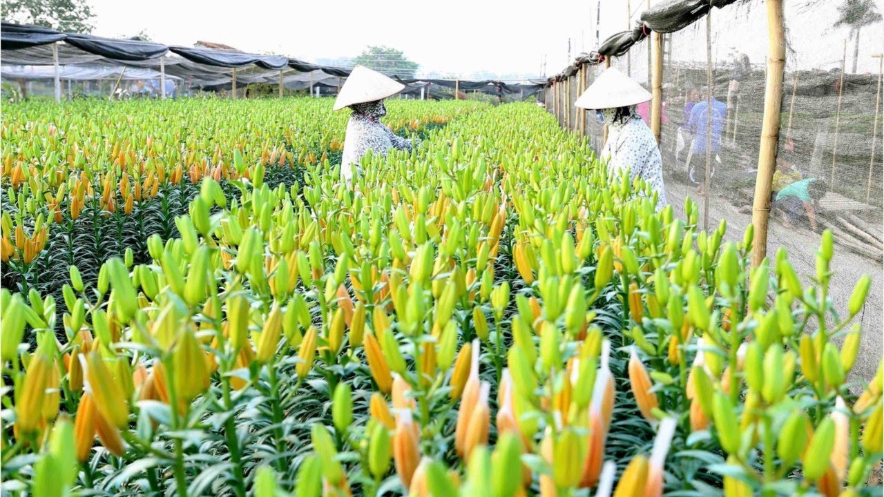 Làng hoa Tây Tựu rực rỡ sắc xuân năm Bính Ngọ