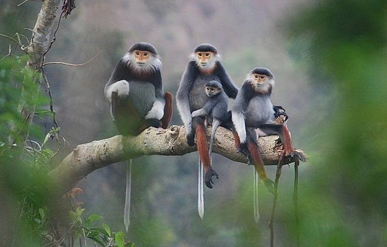 Bản tin Truyền thông Chính sách (ngày 15/1/2026): Nguyên tắc bảo tồn, bảo vệ loài nguy cấp, quý, hiếm