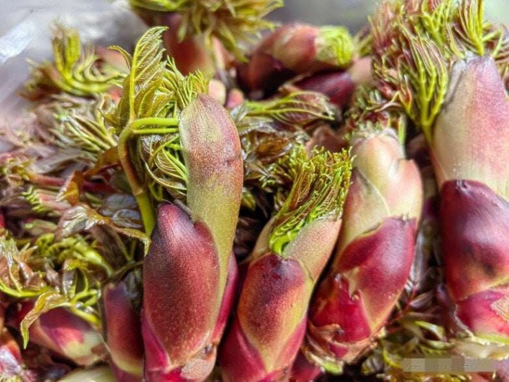 Rau dại Việt Nam được ví là “cao lương mỹ vị số 1 thế giới”, chế biến đơn giản mà bổ dưỡng