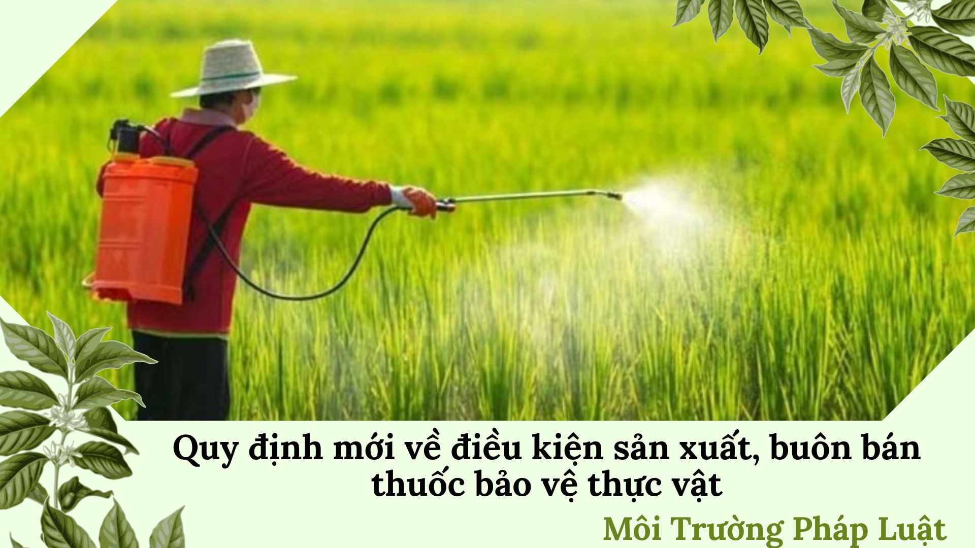 Bản tin Môi trường Pháp luật (ngày 25/1/2026): Quy định mới về điều kiện sản xuất, buôn bán thuốc bảo vệ thực vật

