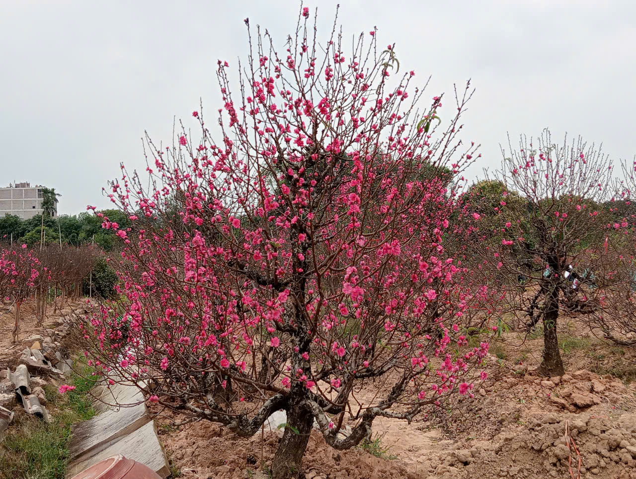 Bí quyết chăm sóc hoa đào, mai giữ hoa chơi Tết