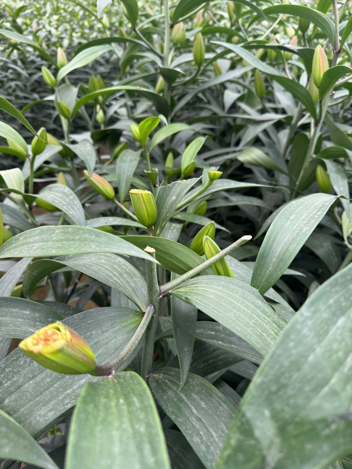 Bật khóc khi vườn hoa ly, hồng cổ bán Tết bị kẻ gian phá hoại