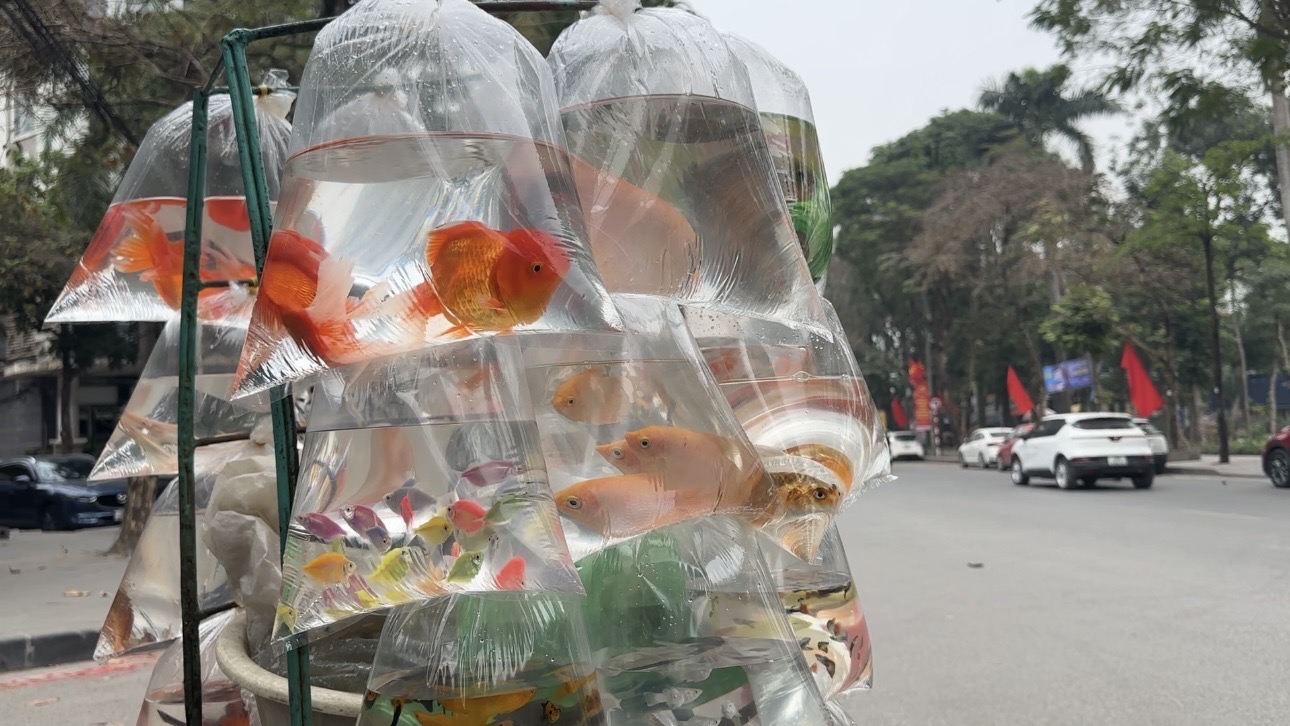 Giữ gìn phong tục ngày 23 tháng Chạp: Mâm cỗ cúng Táo quân và phóng sinh cá chép