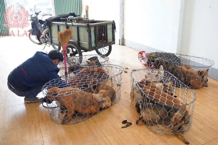 Phá đường dây “cẩu tặc” quy mô lớn