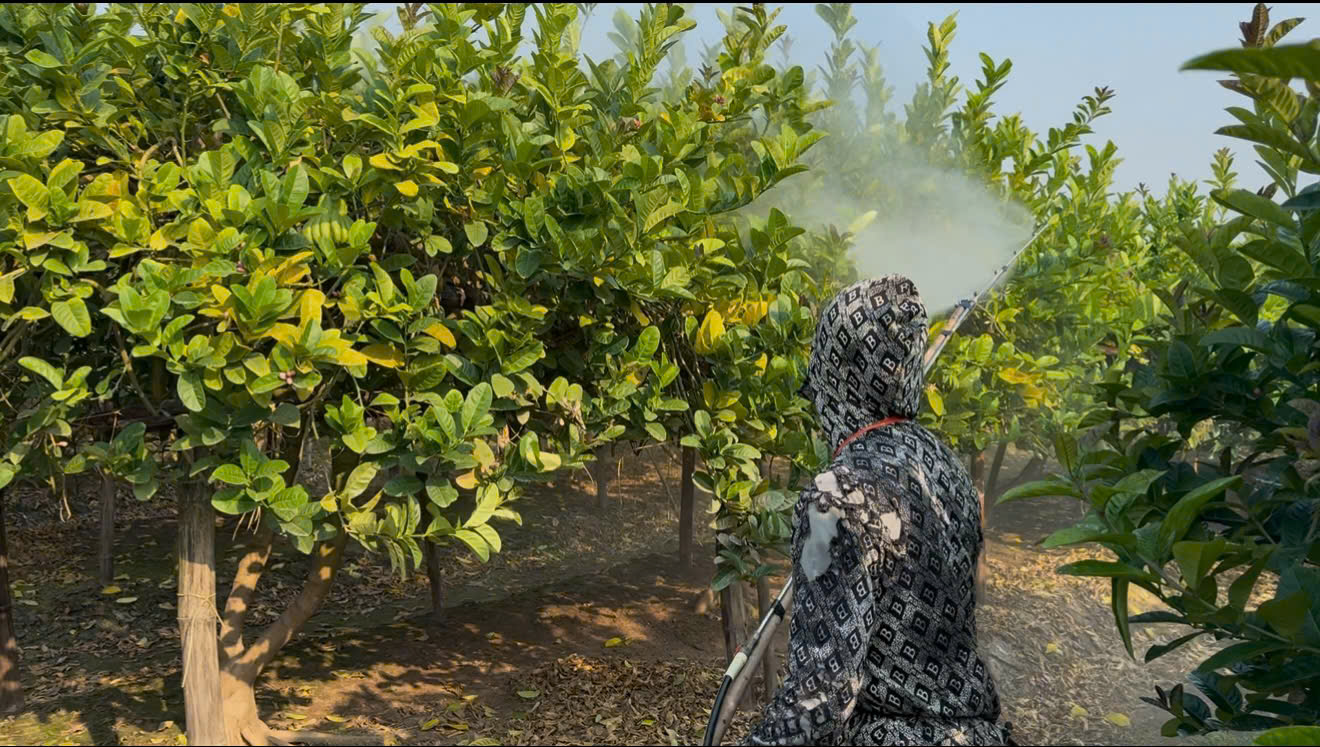 Loại quả giống hình bàn tay giúp người dân kiếm bộn tiền ngày Tết