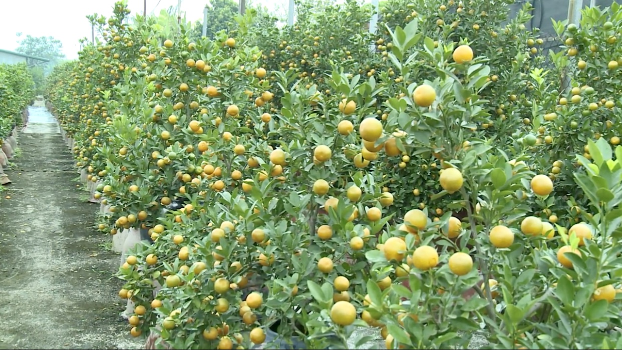 Quất Tứ Liên, ước mong đủ đầy cho một năm mới an khang