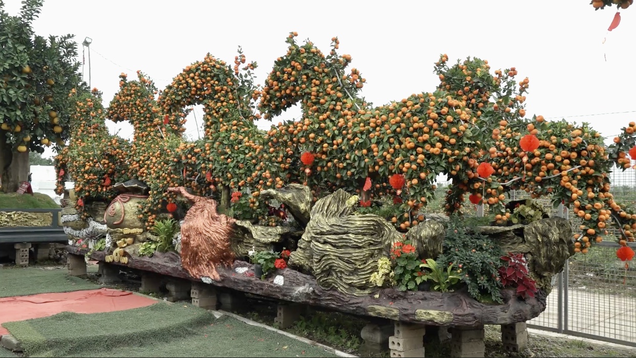 Quất dáng ngựa đón Xuân Bính Ngọ 2026