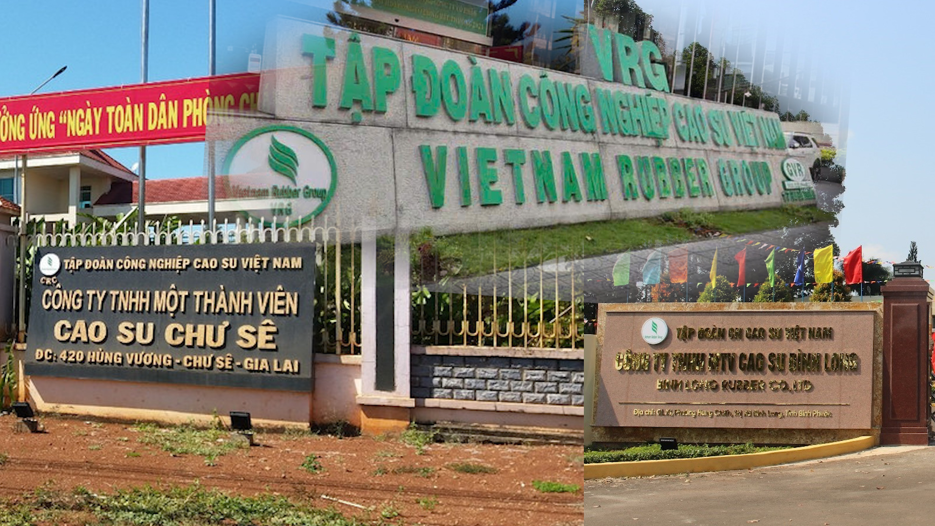 [Kỳ 2] - Cơ quan Thanh tra chỉ rõ sai phạm của các Công ty con thuộc VRG ra sao? 