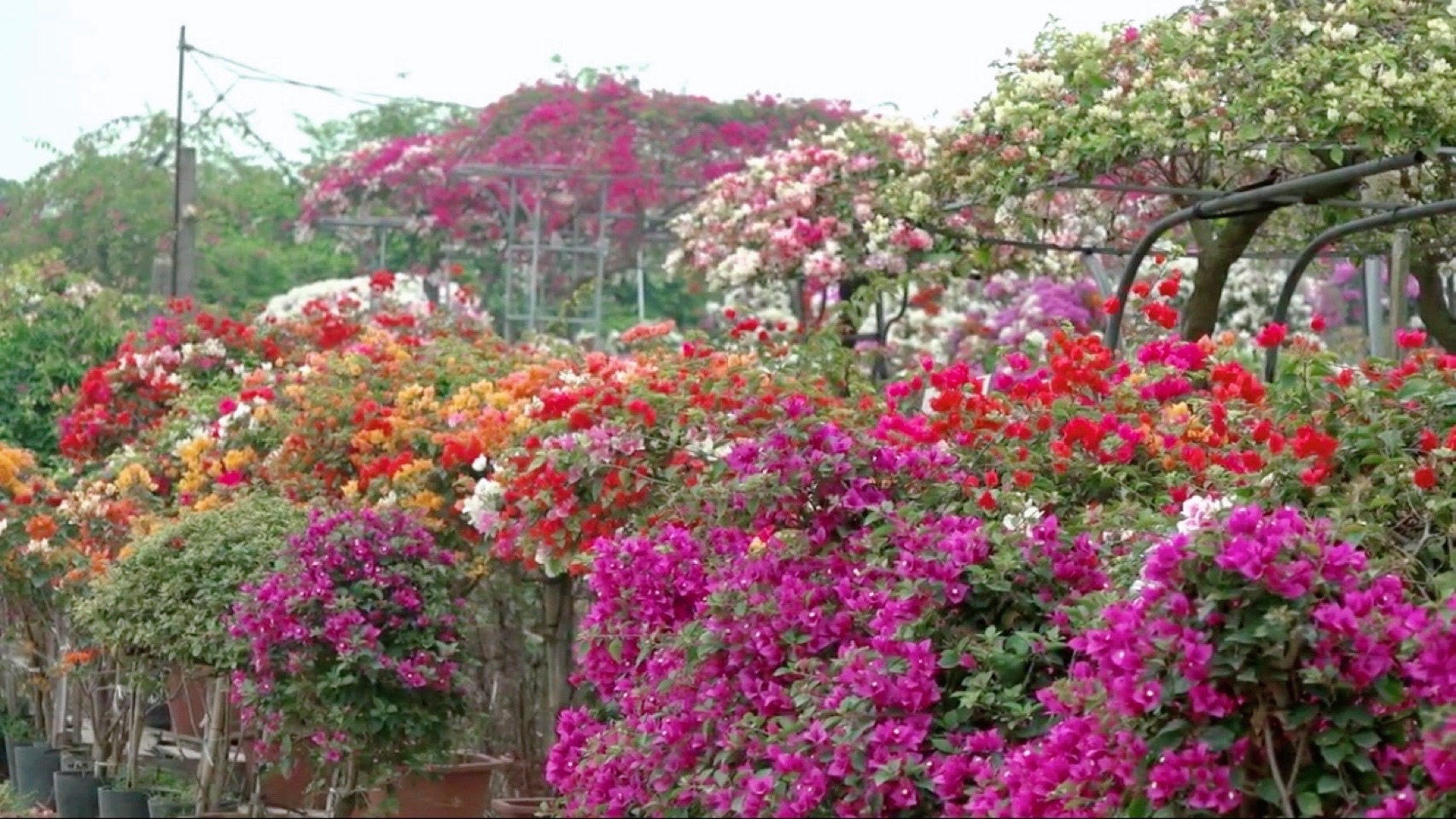 Lạc vào thiên đường hoa giấy Phù Đổng: Vườn hoa rực rỡ giữa làng quê ven đô