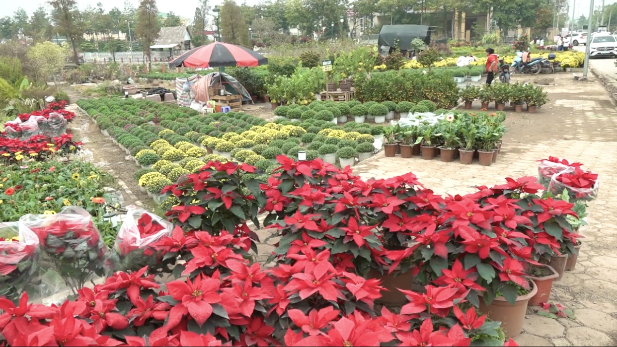 Làng hoa Xuân Quan ven Hà Nội rực rỡ sắc xuân 