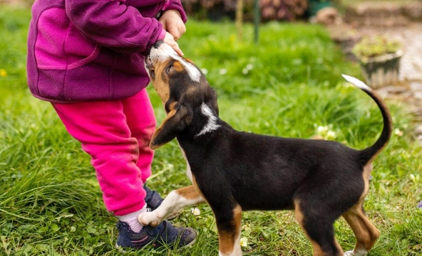Bé gái 6 tuổi tử vong, nghi do bị chó dại cắn