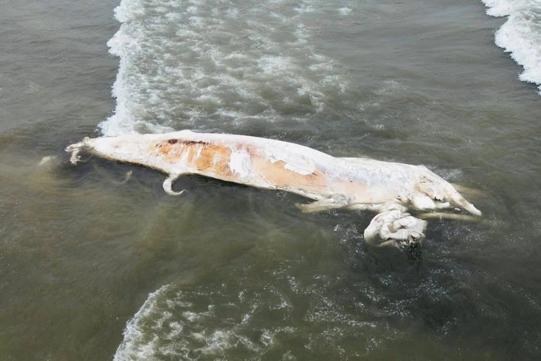 Xác cá voi dài gần 10m dạt vào bờ biển Nghệ An