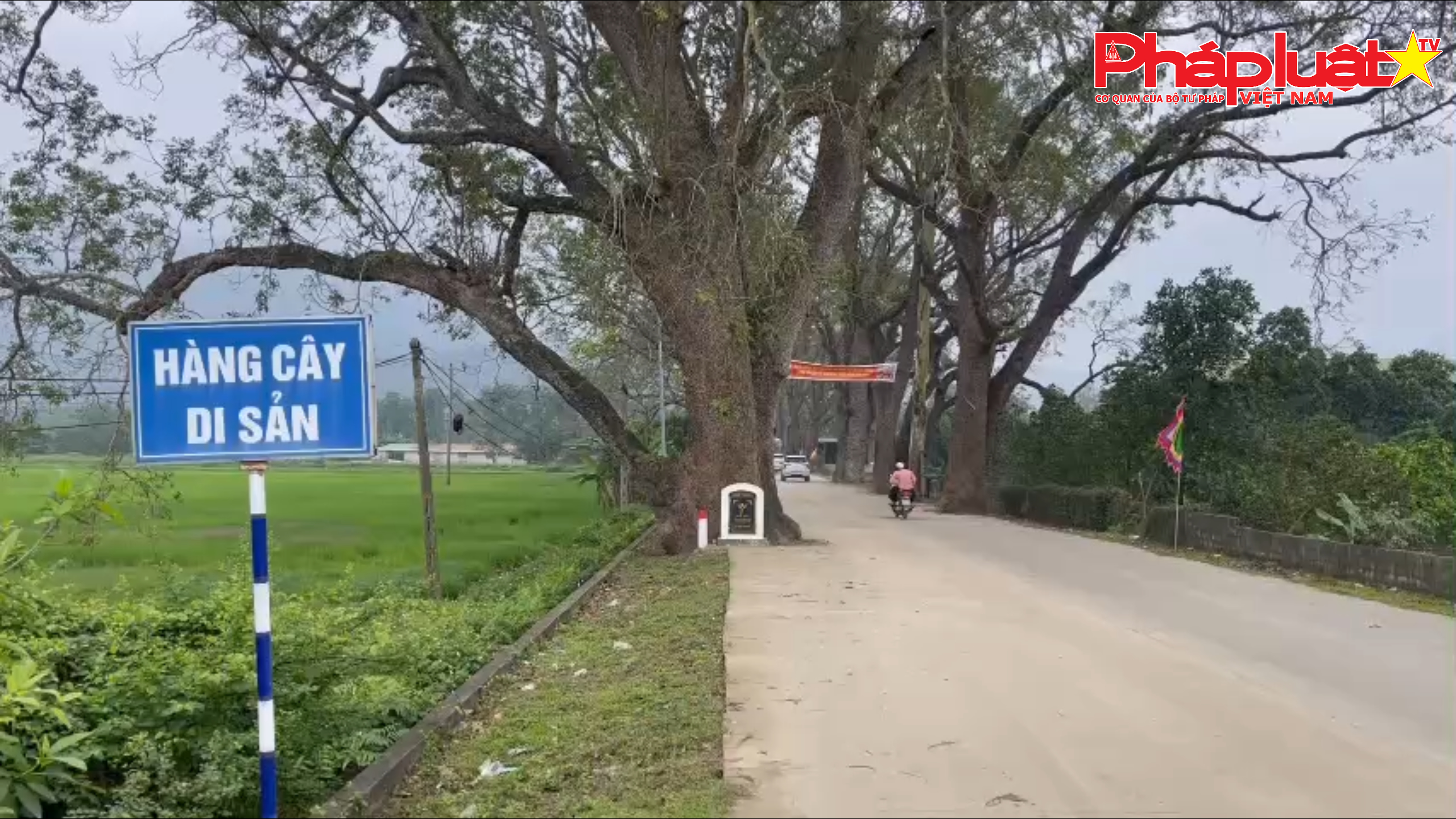 Hàng cây di sản có tuổi đời hơn 100 năm dưới chân dãy núi ngàn Nưa