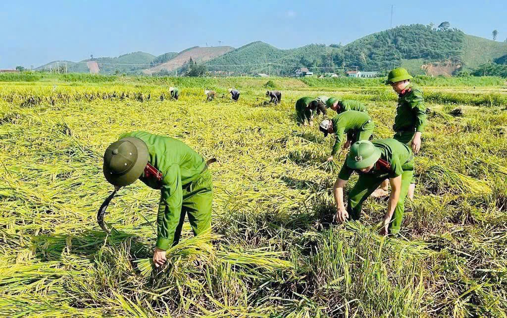 Xót xa cánh đồng lúa Nghệ An ngã rạp trước ngày thu hoạch