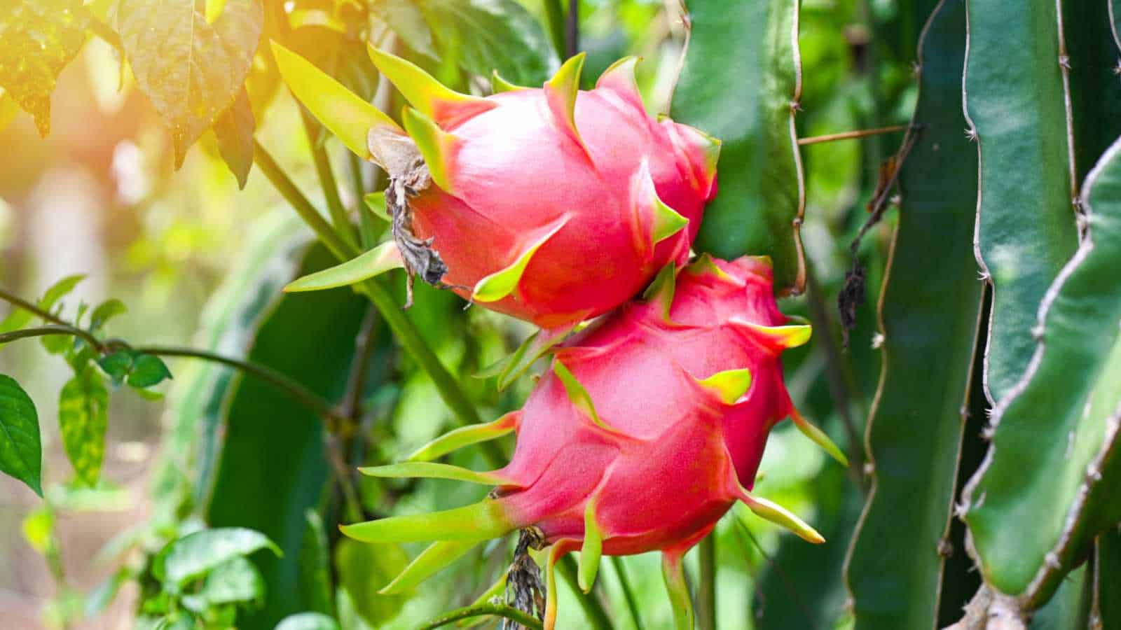 Thanh long Việt trước “hàng rào” mới của EU: Muốn giữ thị trường phải thay đổi cách sản xuất