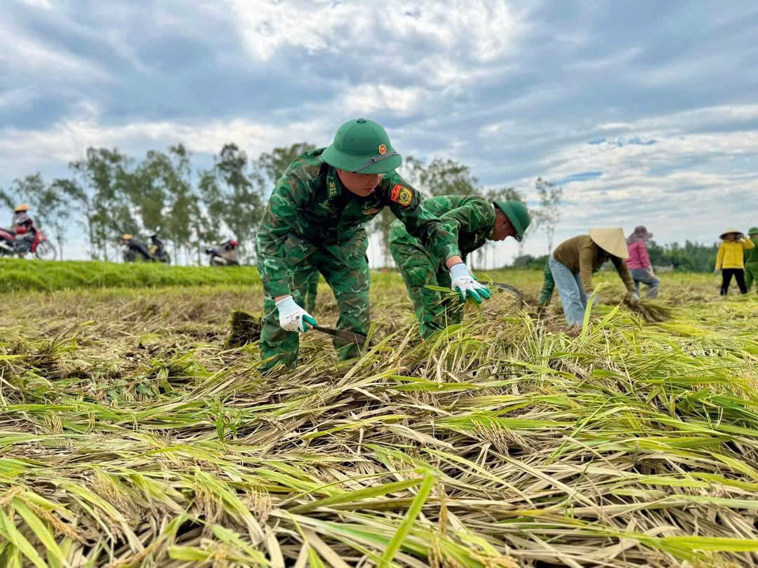 Bộ đội Biên phòng Môn Sơn giúp nhân dân thu hoạch lúa