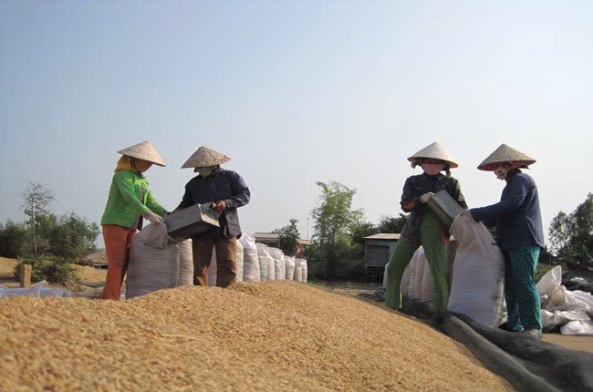 Người dân “đội lửa” phơi lúa, vẫn thấp thỏm chạy mưa