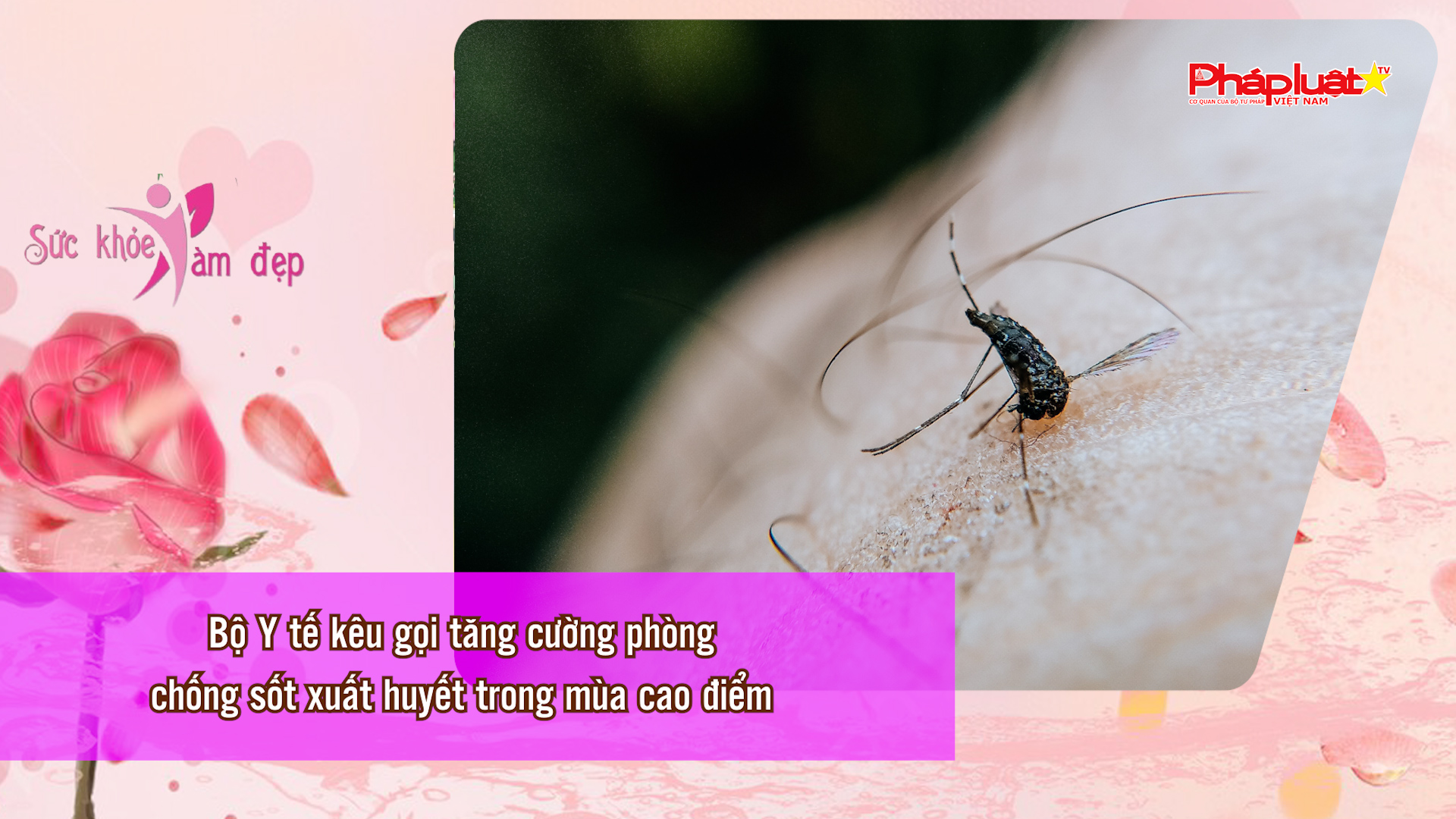 Bản tin Sức khỏe và Làm đẹp (ngày 21/6/2026): Bộ Y tế kêu gọi tăng cường phòng, chống sốt xuất huyết trong mùa cao điểm