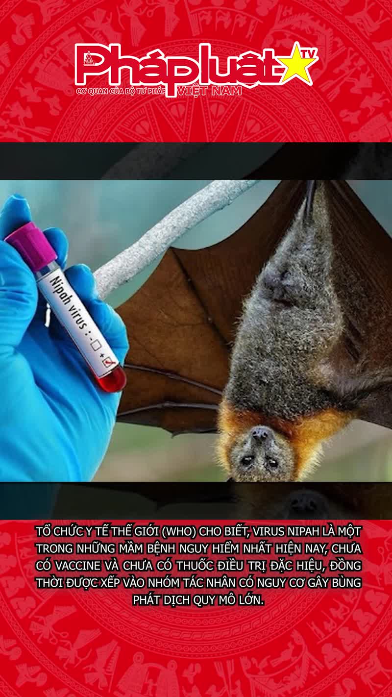 WHO cảnh báo về mức độ nguy hiểm của virus Nipah